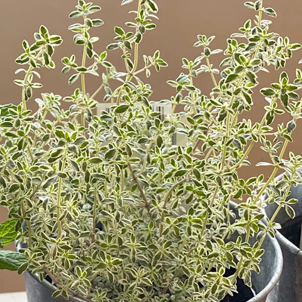 [送料無料]タイム（立性）：シルバータイム3号ポット 24株セット