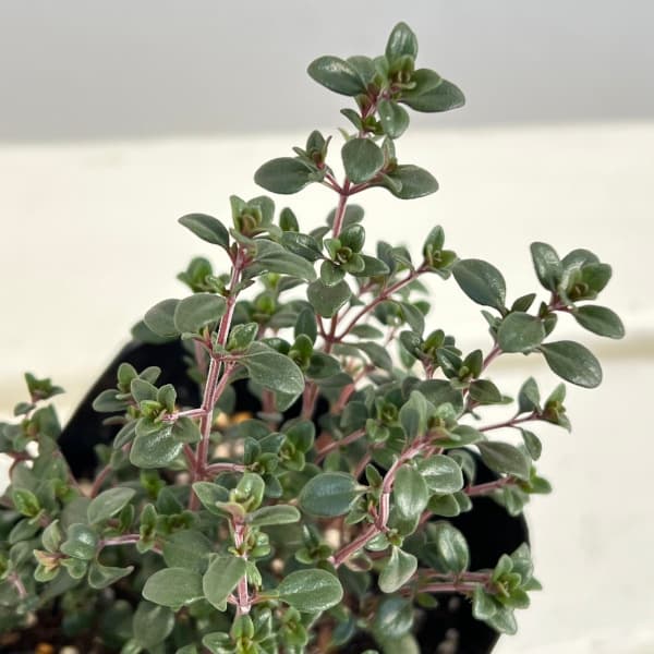 タイム（立性）：レモンタイム3号ポット 6株セット