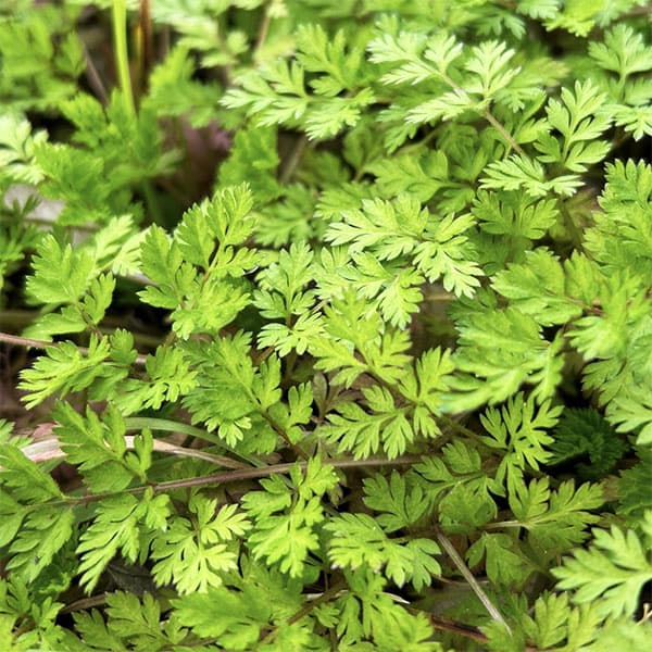 チャービル3号ポット 6株セット