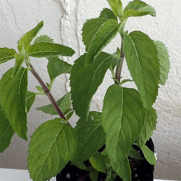 ニホンハッカ：あかまる3号ポット 12株セット