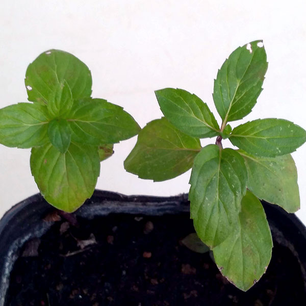 ニホンハッカ：ほうよう3号ポット 12株セット