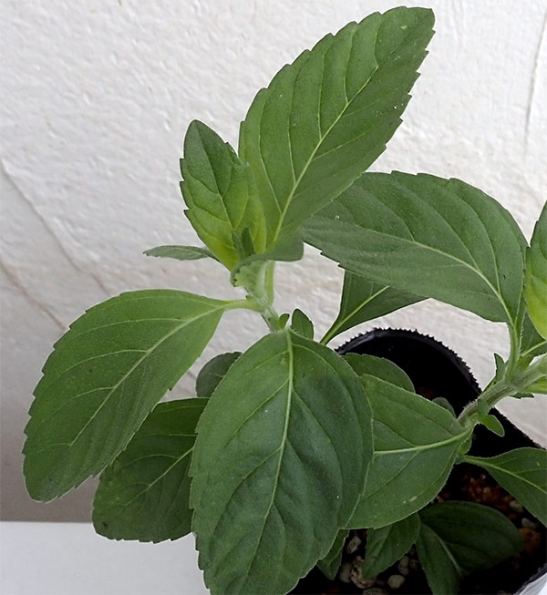 ニホンハッカ：まんよう3号ポット 6株セット