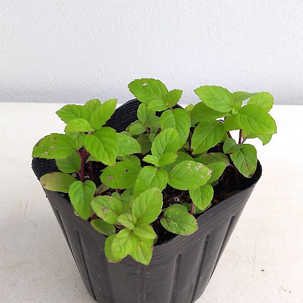 ニホンハッカ：北系１３号3号ポット 6株セット