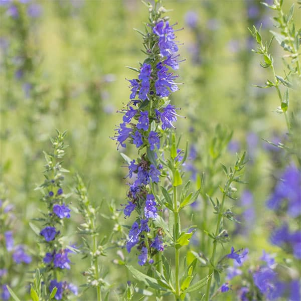 ヒソップ：ブルー（青花）3号ポット 6株セット