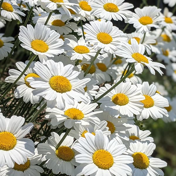 ピレスラム（除虫菊・ジョチュウギク）：白花3号ポット 6株セット