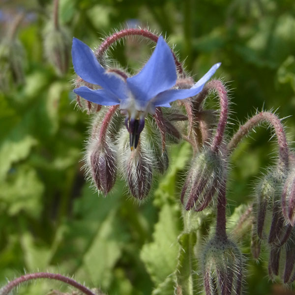 [送料無料]ボリジ　ブルー3～3.5号ポット 24株セット