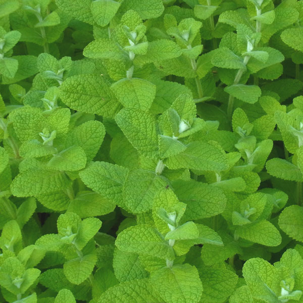 ミント：アップルミント3号ポット 6株セット