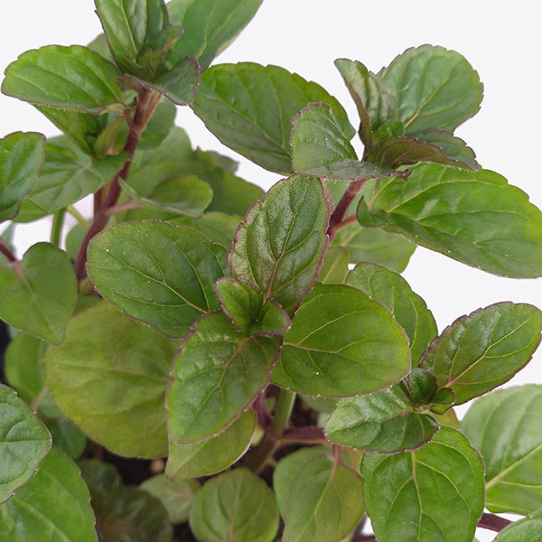 ミント：イングリッシュミント3号ポット 12株セット