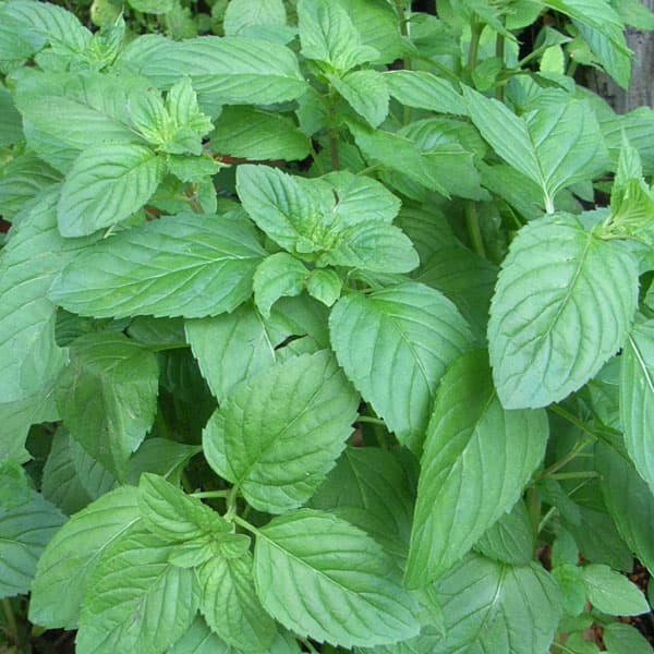 ミント：オーデコロンミント3号ポット  6株セット