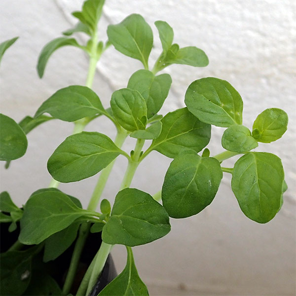 [送料無料]ミント：ペニーロイヤルミント3号ポット 24株セット