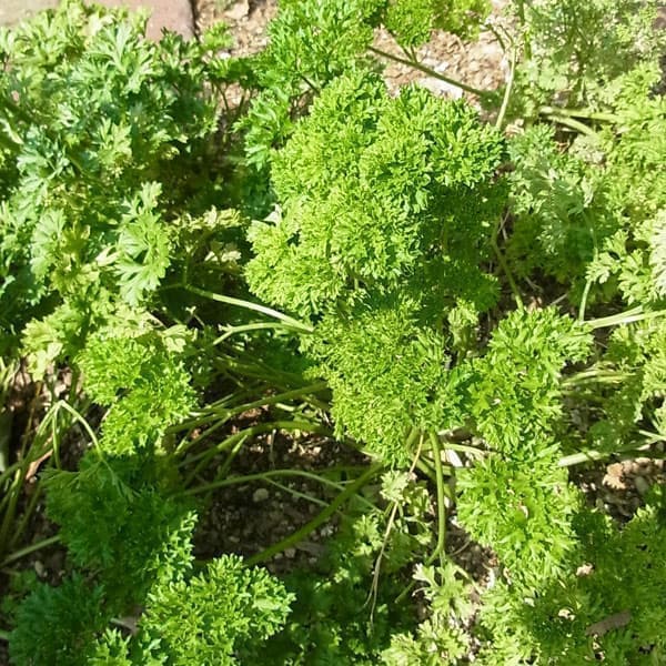 モスカールドパセリ3号ポット 12株セット