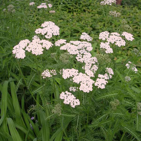 ヤロウ（西洋ノコギリソウ）：ワイルド3号ポット 12株セット