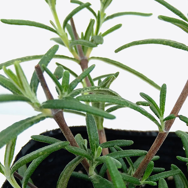 [送料無料]ローズマリー(半ほふく性)ドリーミーブルー3号ポット 24株セット