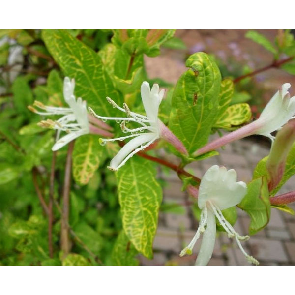 [送料無料]ロニセラ(ハニーサックル）：ゴールデン3号ポット 24株セット