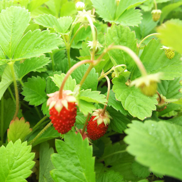 [送料無料]ワイルドストロベリー：ミグノネッテ3号ポット 24株セット