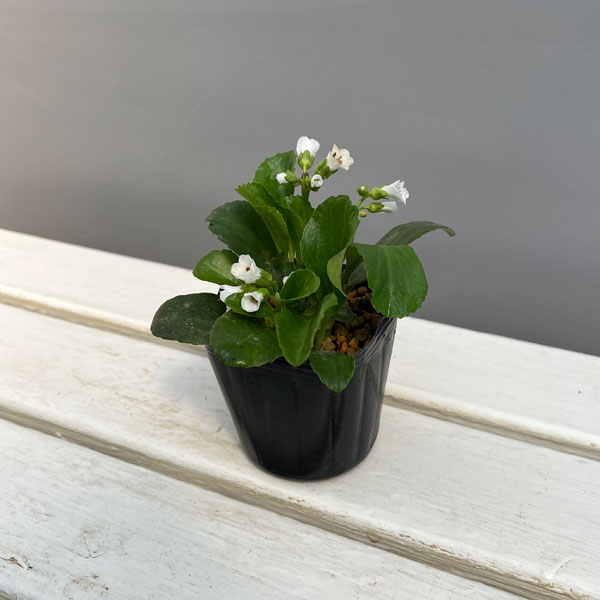 ベルゲニア（ヒマラヤユキノシタ）：スノータイム3号ポット[4月頃開花　白大輪の花を咲かせる多年草　グランドカバーに]