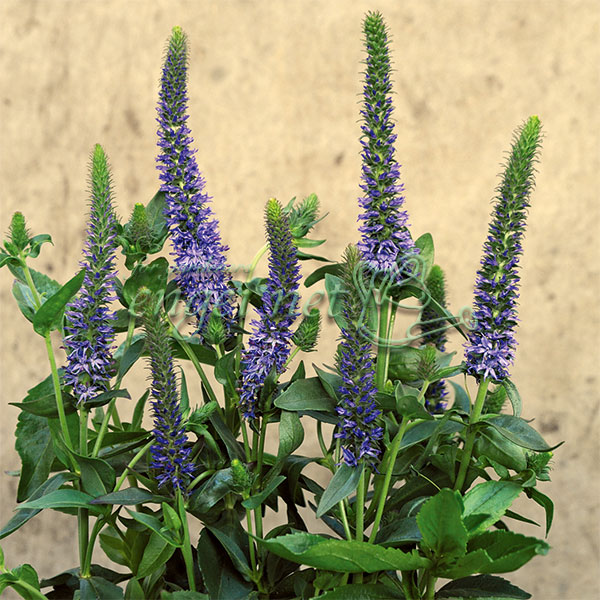 ベロニカ：オルキデア　ブルーフィンガーズ3号ポット