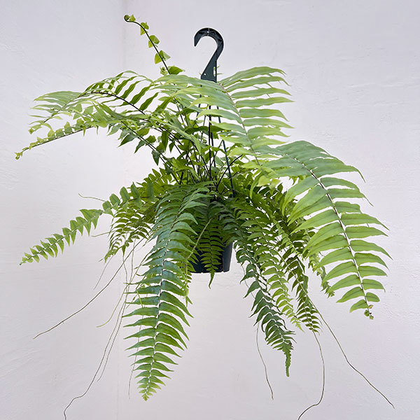 ネフロレピス：マッチョ　5号吊り鉢