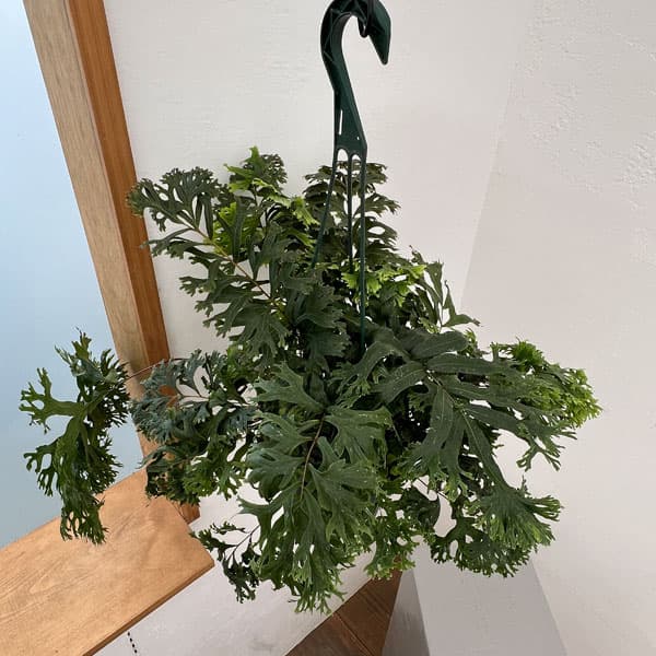 フレポディウム：ファラックス　5号吊り鉢