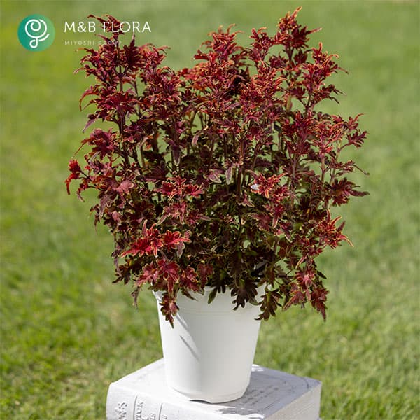 [26年5月中下旬予約]コリウス：バレッティ　ピッキリア3-3.5号ポット