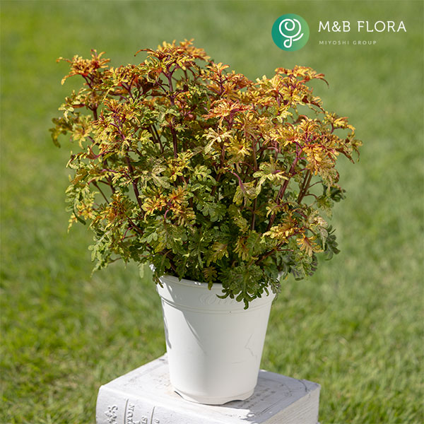 [26年5月中下旬予約]コリウス：バレッティ　ライモンダ3-3.5号ポット