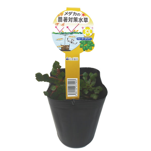 [26年5月中下旬予約]メダカの酷暑対策水草（ウォーターダイヤ）3.5号ポット