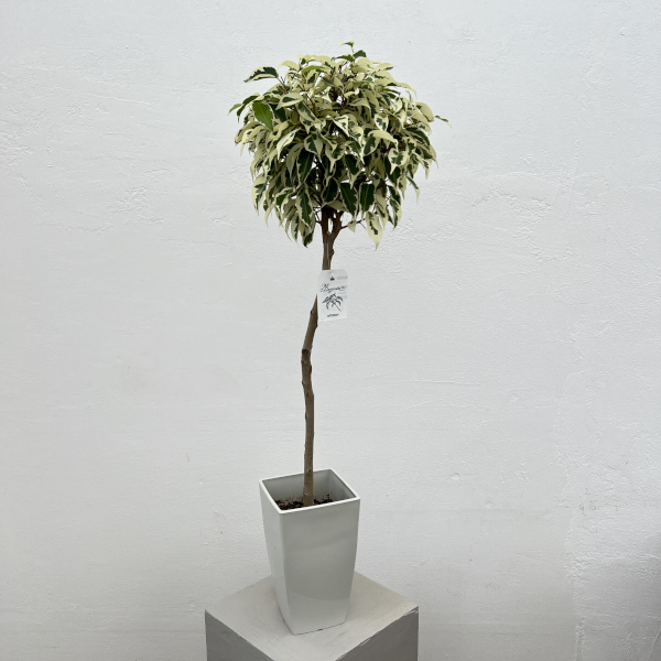 ベンジャミン：スターライトビューティークィーン　5号角鉢植え