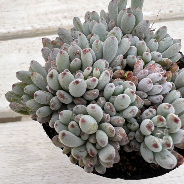 グラプトペタルム：パキフィルム　ブルービーン 2.5号ポット