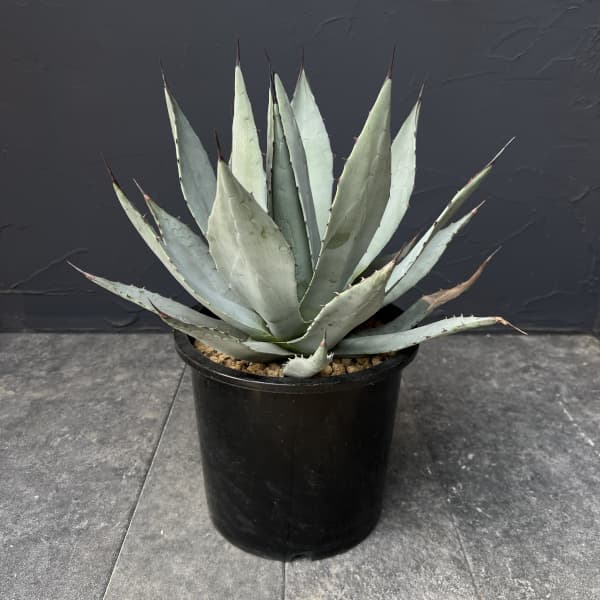 アガベ：パリー　7号鉢植え