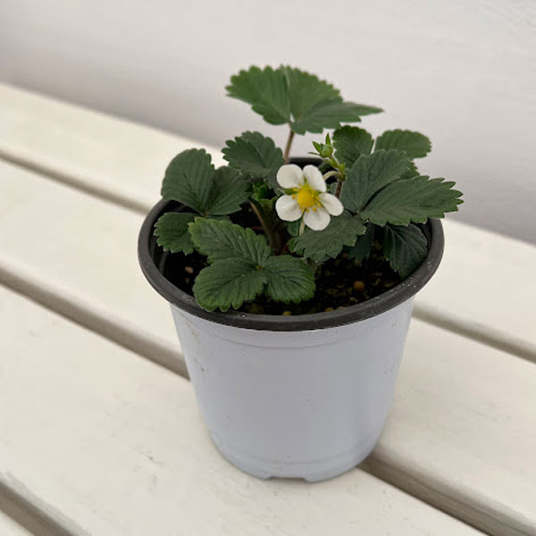 ガーデンハーブ：ワイルドストロベリー3.5号ポット