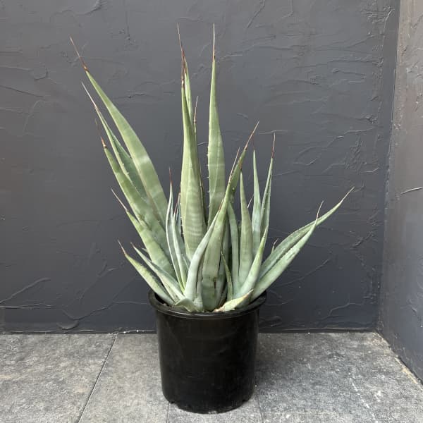 アガベ ：デザーティ　7号鉢植え
