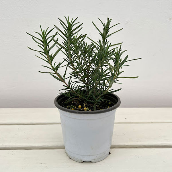 香りハーブ：ローズマリー（立性）トスカナブルー3.5号ポット