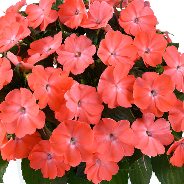 [26年4月上旬予約]ニューギニアインパチェンス：ソルルナ プライム ピーチ3.5号ポット