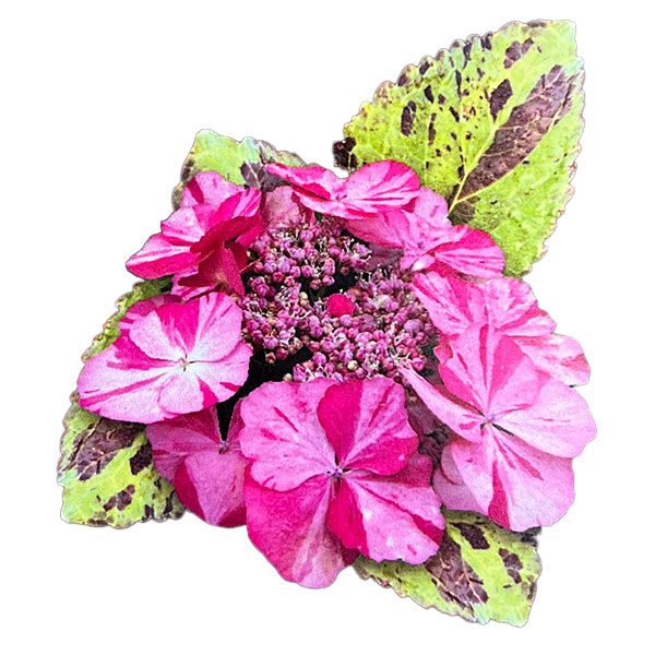 アジサイ：コンフェッティゲパール7号鉢植え