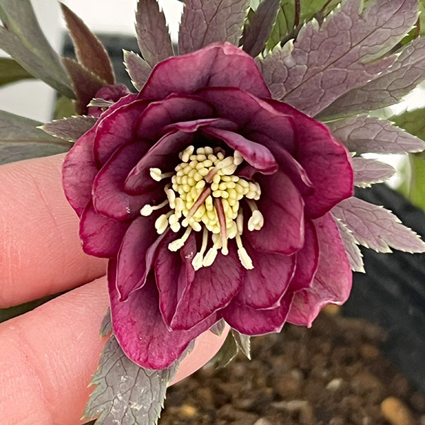 若泉ファームさんのクリスマスローズ：26-18ダブルクロアチカスハイブリッド4.5号ポット【現品販売】