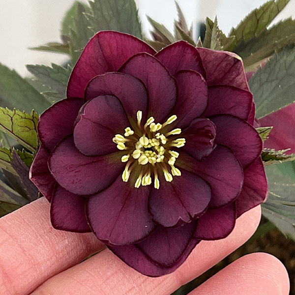 若泉ファームさんのクリスマスローズ：26-19ダブルクロアチカスハイブリッド4.5号ポット【現品販売】