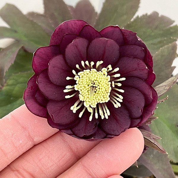 若泉ファームさんのクリスマスローズ：26-20ダブルクロアチカスハイブリッド4.5号ポット【現品販売】