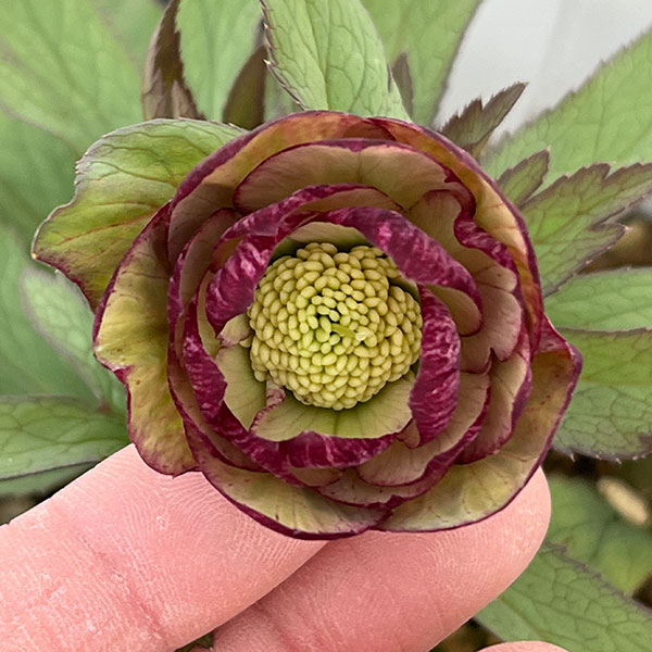 若泉ファームさんのクリスマスローズ：26-21ダブルクロアチカスハイブリッド4.5号ポット【現品販売】