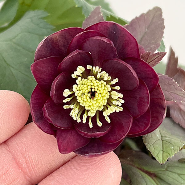 若泉ファームさんのクリスマスローズ：26-22ダブルクロアチカスハイブリッド4.5号ポット【現品販売】