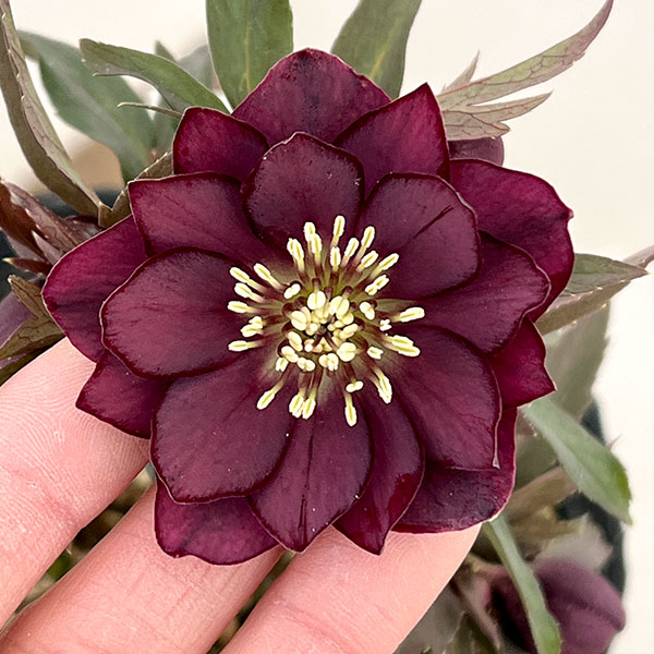 若泉ファームさんのクリスマスローズ：26-23ダブルクロアチカスハイブリッド4.5号ポット【現品販売】