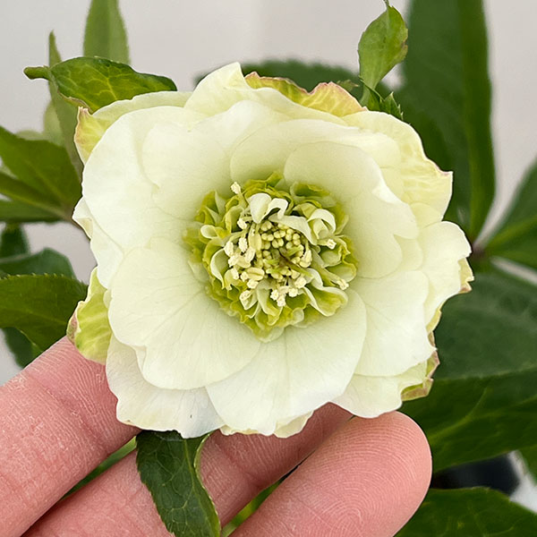 若泉ファームさんのクリスマスローズ：26-26シャルウィダンス4.5号ポット【現品販売】