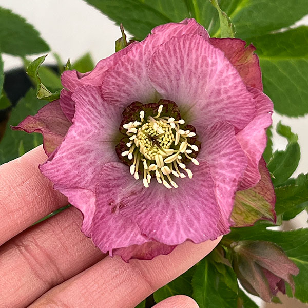 若泉ファームさんのクリスマスローズ：26-27シャルウィダンス4.5号ポット【現品販売】