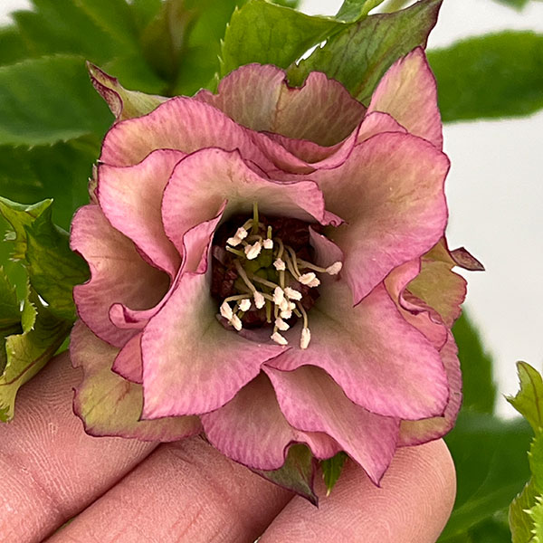 若泉ファームさんのクリスマスローズ：26-28シャルウィダンス4.5号ポット【現品販売】