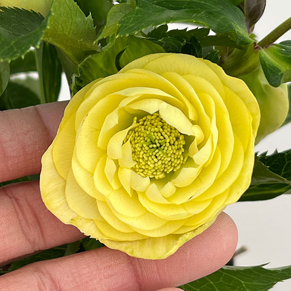 若泉ファームさんのクリスマスローズ：26-32ダブル　イエロー4.5号ポット【現品販売】