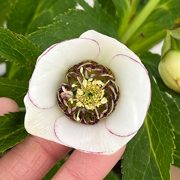 若泉ファームさんのクリスマスローズ：26-33セミダブル4.5号ポット【現品販売】