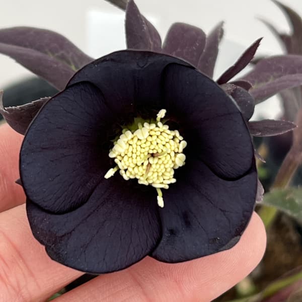 若泉ファームさんのクリスマスローズ：26-36シングル／4.5号ポット【現品販売】