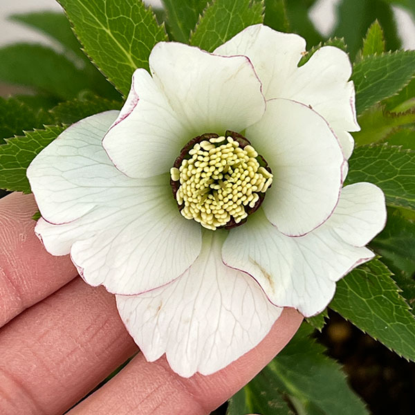 若泉ファームさんのクリスマスローズ：26-38シングル4.5号ポット【現品販売】