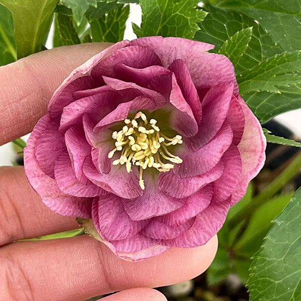 若泉ファームさんのクリスマスローズ：26-39ダブル4.5号ポット【現品販売】