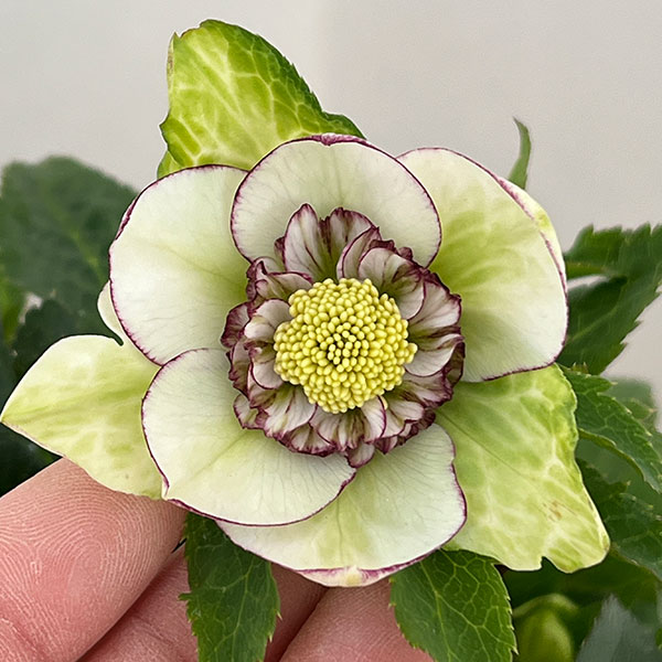 若泉ファームさんのクリスマスローズ：26-40セミダブル4.5号ポット【現品販売】