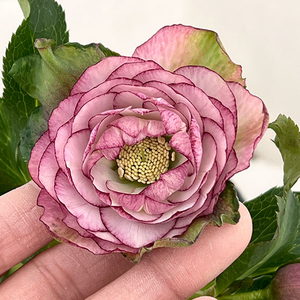 若泉ファームさんのクリスマスローズ：26-42ダブル4.5号ポット【現品販売】